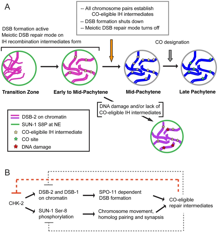 Model for regulatory network coordinating DSB competence with other aspects of meiotic progression.