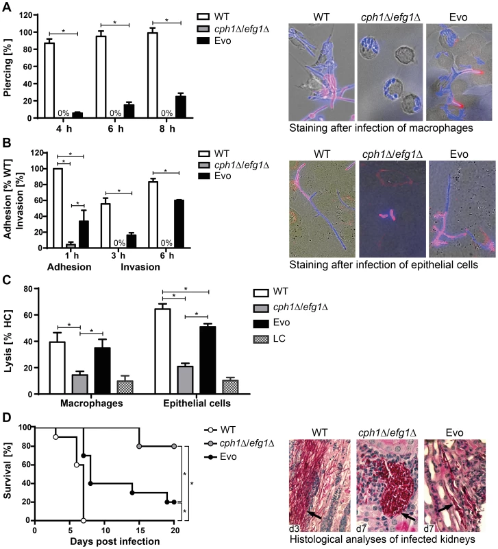 Characterization of Evo strain interaction with host cells and virulence potential.