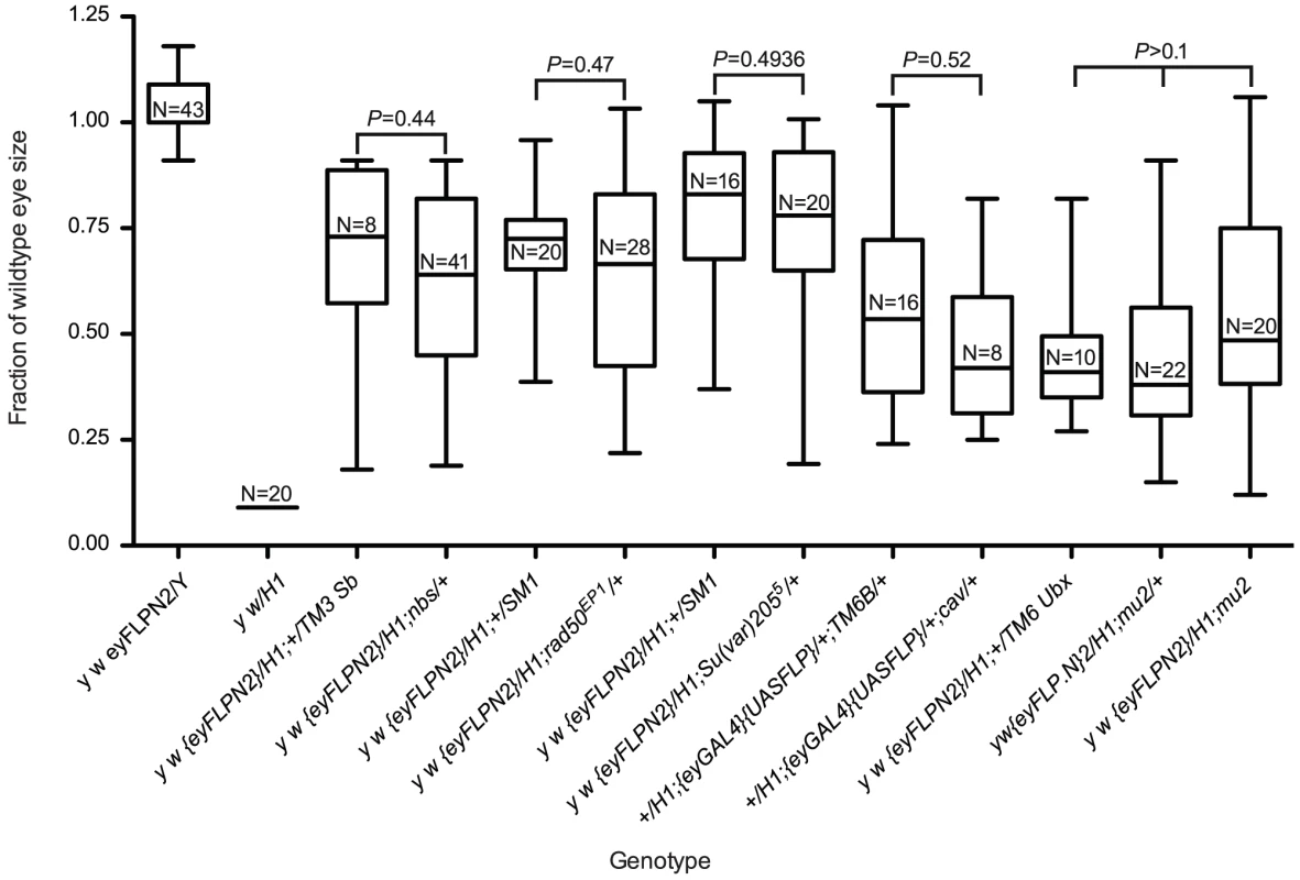 The role of genes required for telomere protection in cell survival after telomere loss.
