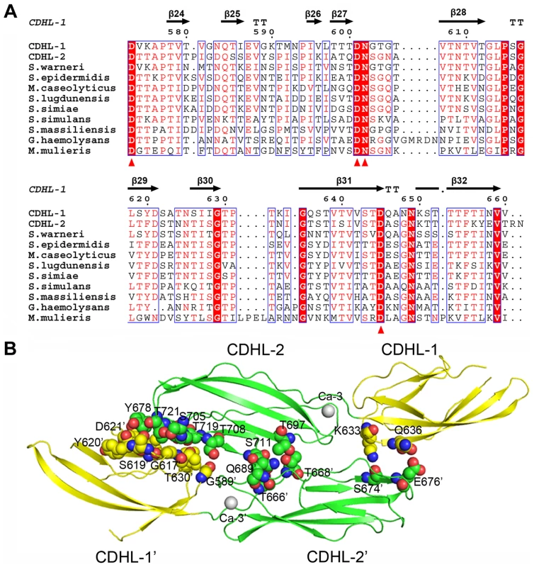 Homodimerization of the tandem CDHL modules.
