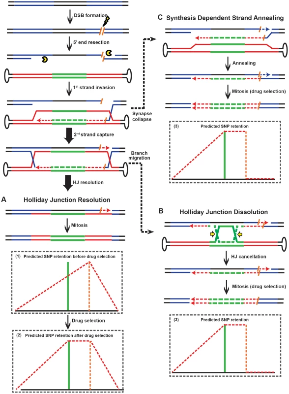 Models for rAAV gene targeting in the presence of DSBs.