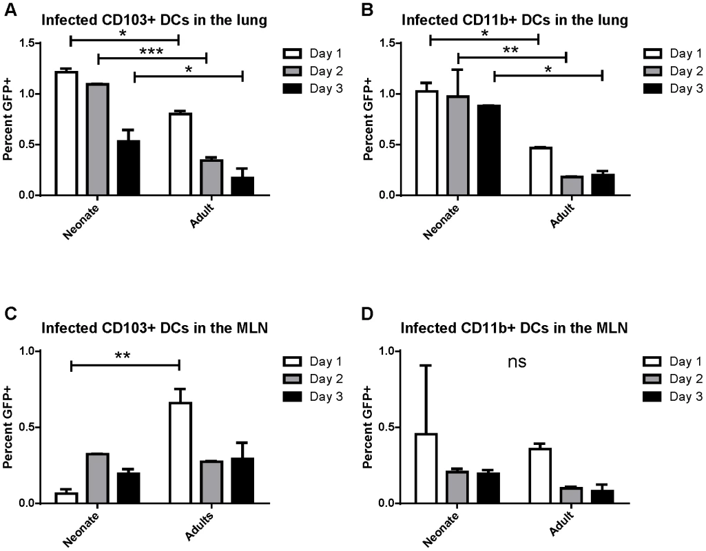 RSV infection of lung migratory dendritic cell populations in the lung and draining mediastinal lymph node.