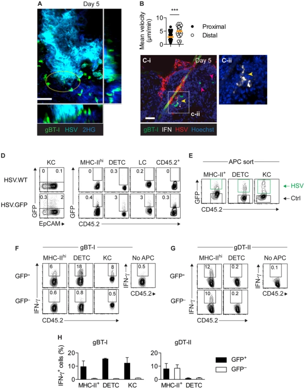 Only directly infected APCs activate CD8<sup>+</sup> T<sub>EFF</sub> cells.