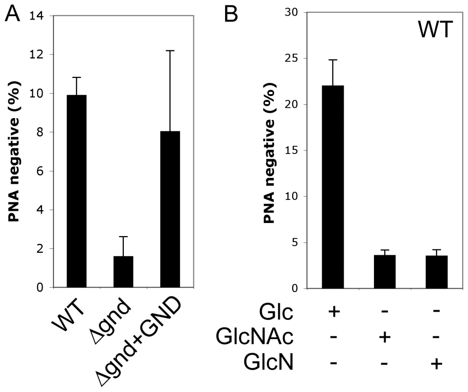 Non-lethal accumulation of hexosamine phosphates leads to a defect in metacyclogenesis.