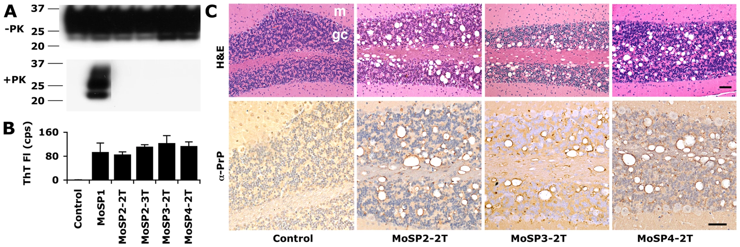 Protease-sensitive synthetic prions are serially transmissible in Tg9949 mice.