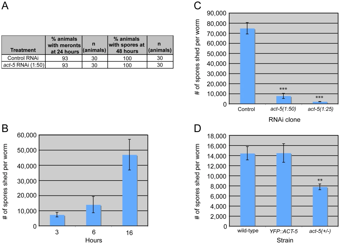 Host actin is required for spore shedding.