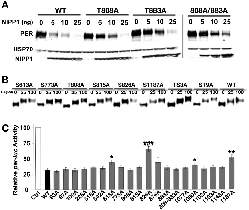 Analysis of PER phosphorylation sites in S2 cells.