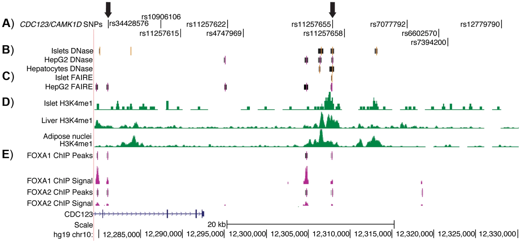 Regulatory potential at type 2 diabetes-associated SNPs at the <i>CDC123/CAMK1D</i> locus.