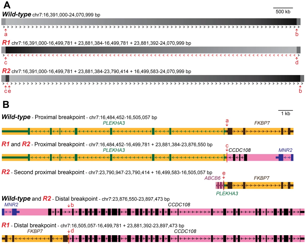 Organization of wild-type and <i>Rose-comb</i> chromosomes and description of inversion and duplication breakpoints.