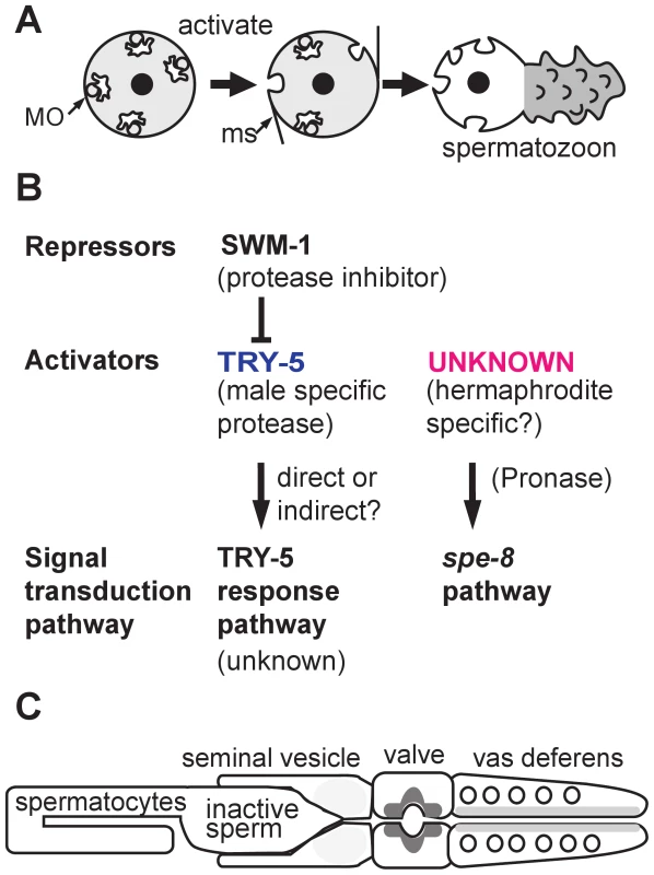 Sperm activation in <i>C. elegans</i>.