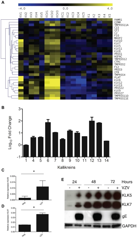 VZV infection increases KLK expression.