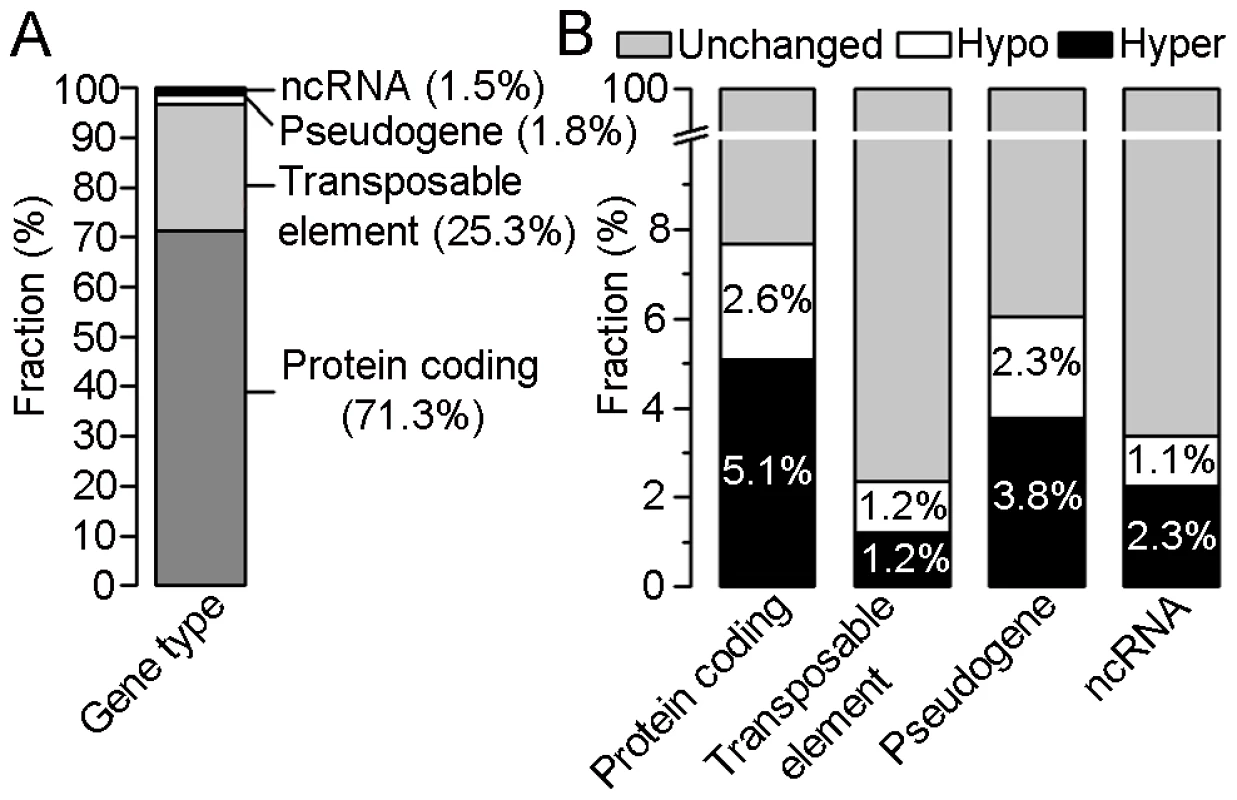 Distribution of differentially methylated regions (DMRs) within four gene types.