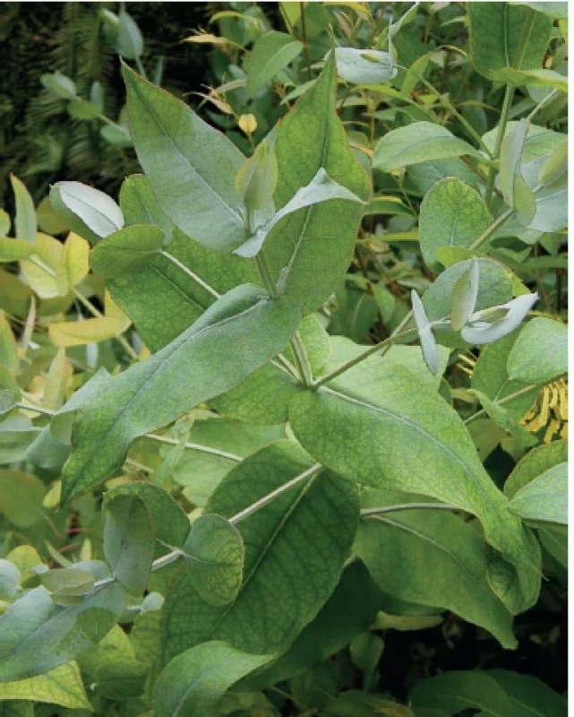 Blahovičník kulatoplodý (Eucalyptus globulus)