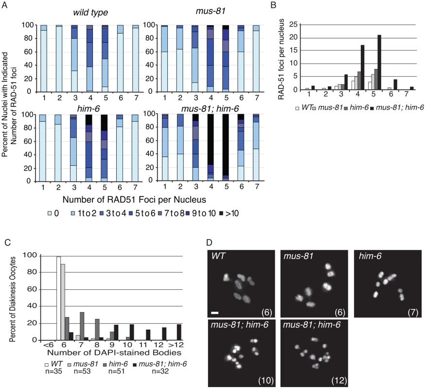 MUS-81 and HIM-6 prevent the accumulation of recombination intermediates and chromosome instability.