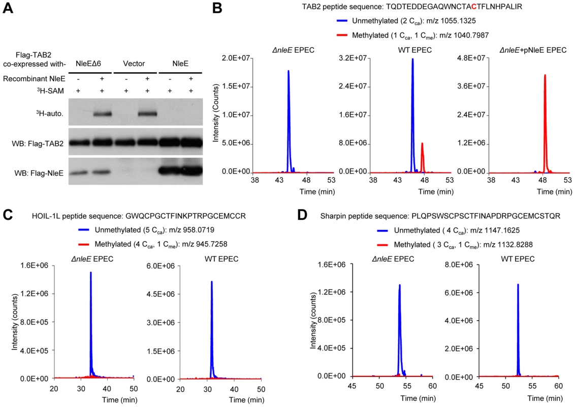 NleE specifically targets TAB2/3 in the NF-κB pathway.