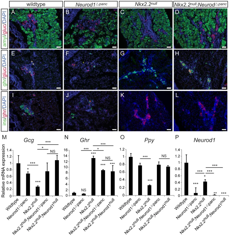 <i>Neurod1</i> deletion in the pancreas progenitors, in an <i>Nkx2.2</i> null background, phenocopies the <i>Nkx2.2<sup>null</sup>;Neurod1<sup>null</sup></i> double knockout.