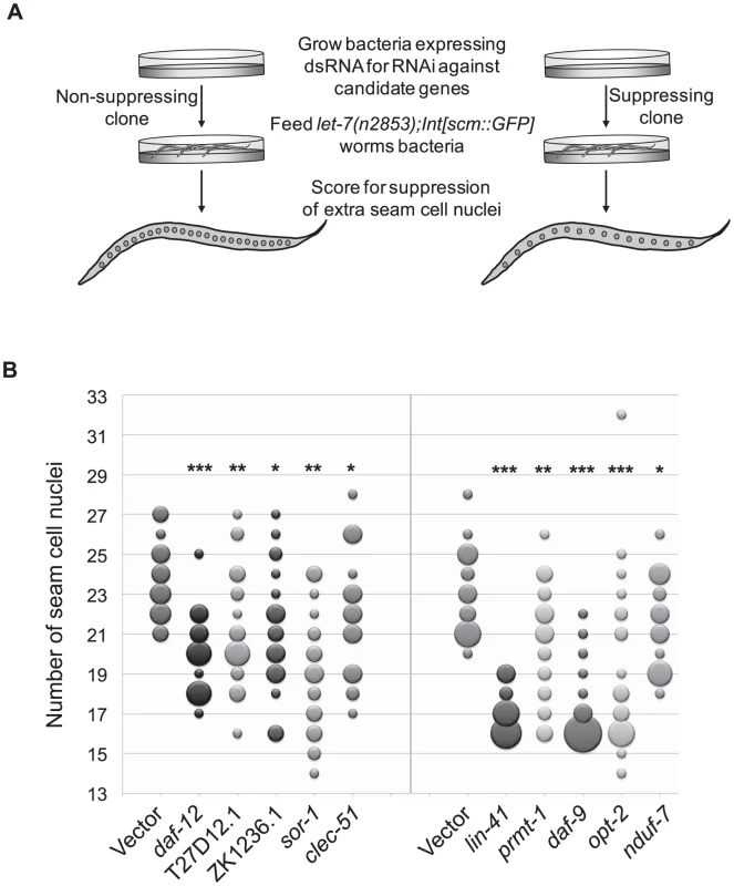 Suppression of supernumerary seam cell nuclei in <i>let-7</i> mutants.