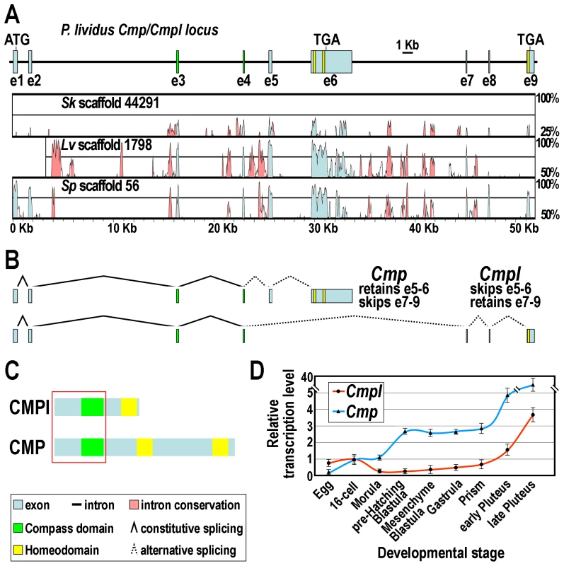 The <i>Cmp</i>/<i>Cmpl</i> locus and its products.
