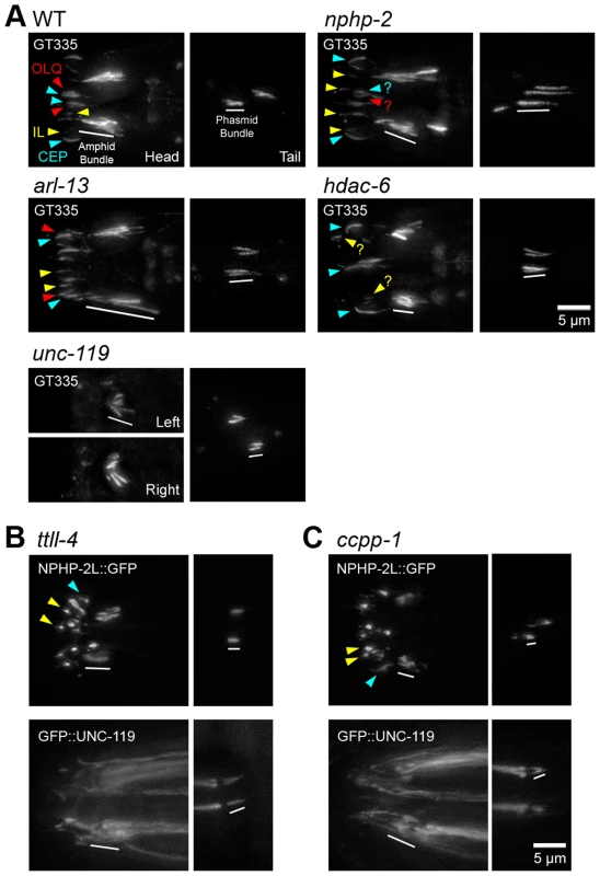 <i>nphp-2</i>, <i>arl-13</i>, and <i>hdac-6</i> regulate glutamylation in head and tail cilia.