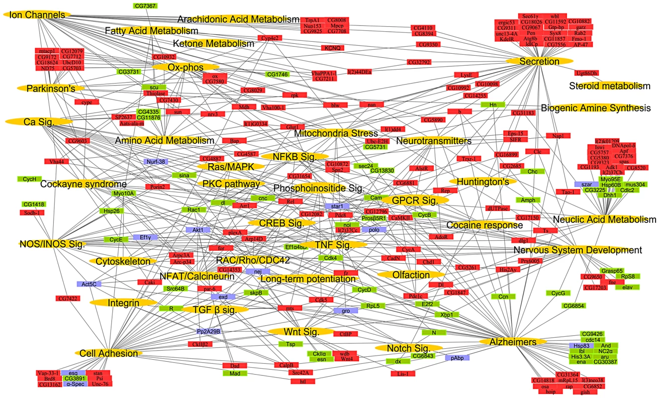 A global network map of thermal nociception.