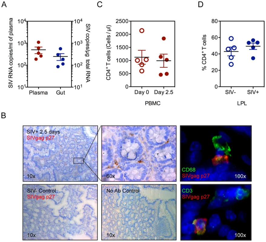 Viral infection is established in the peripheral blood and gut at 2.5 days post-SIV infection.