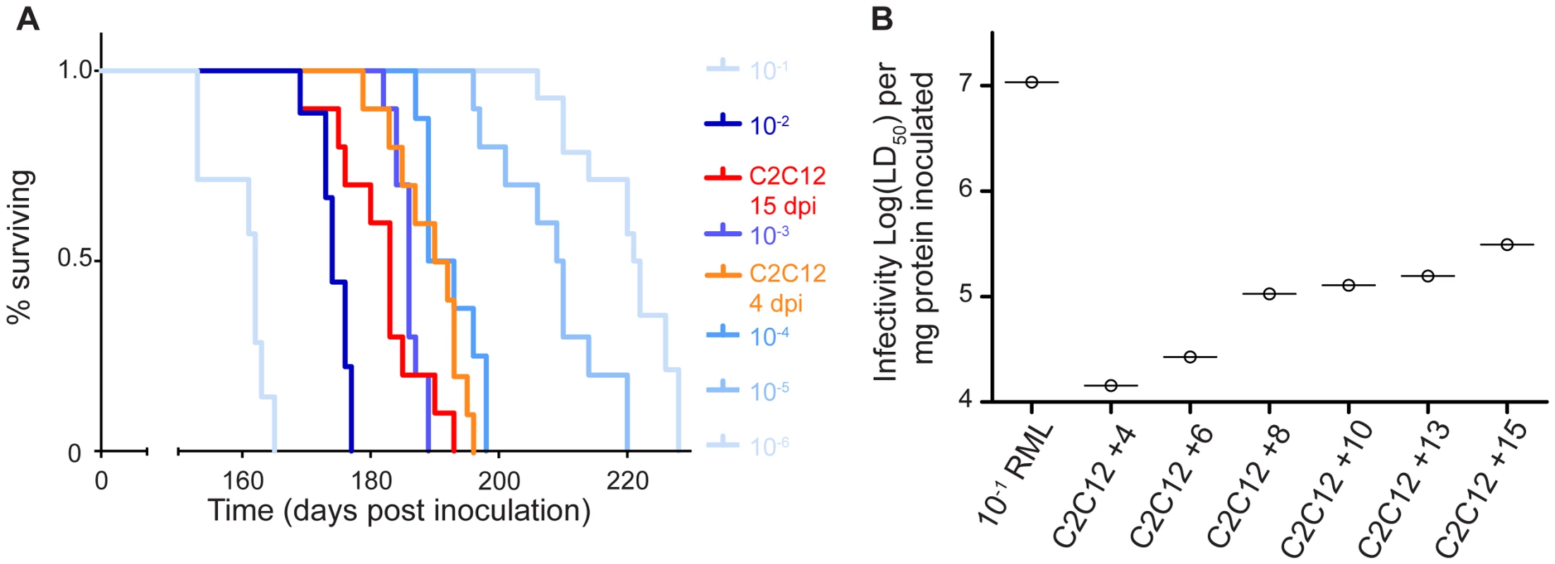 C2C12 myotubes replicate prions to high levels of infectivity.