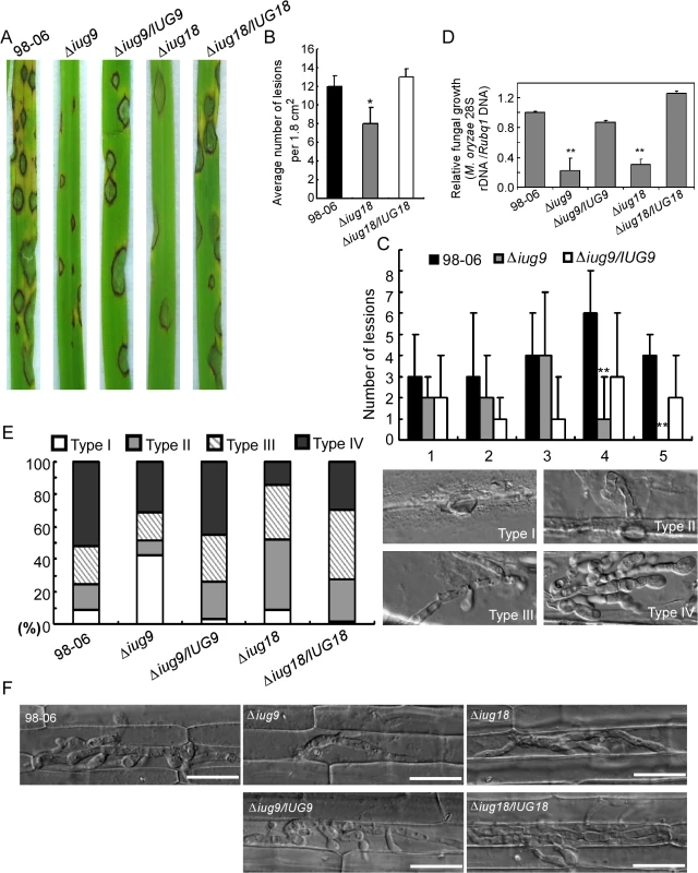 <i>IUG9</i> and <i>IUG18</i> are involved in pathogenicity of <i>M</i>. <i>oryzae</i>.
