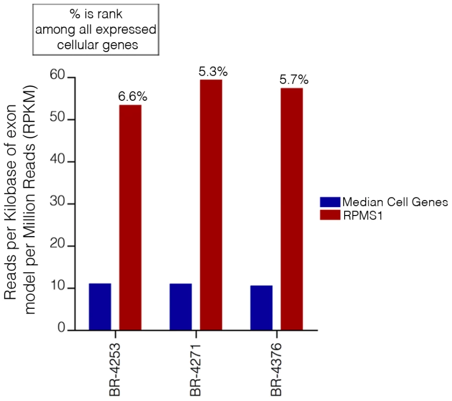 EBV transcripts from RPMS1 are among the highest expressed genes in EBVaGCs.