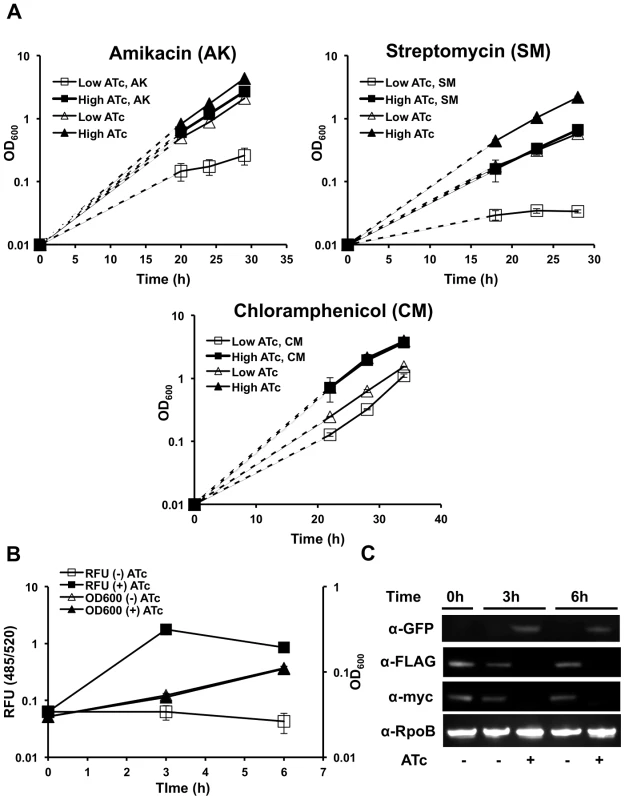 Clp protease is required for degradation of abnormal proteins and SsrA-tagged proteins in mycobacteria.