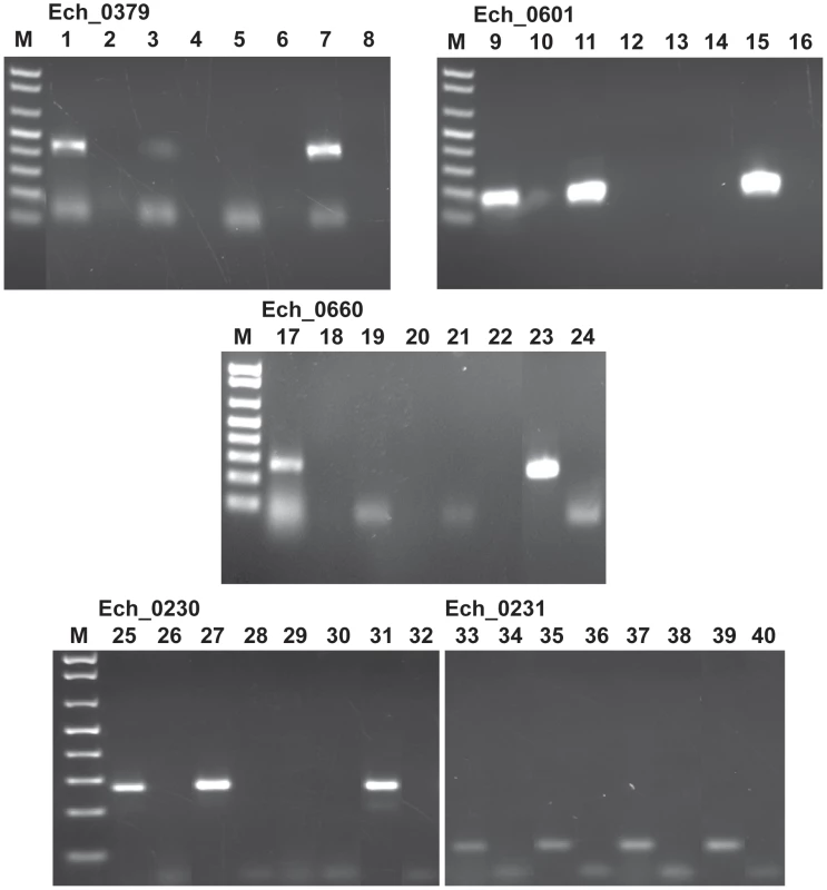 Transcriptional analysis of the transposon mutants with insertions within the protein coding regions of Ech_0379, Ech_0601, Ech_0660 and Ech_0230 genes.