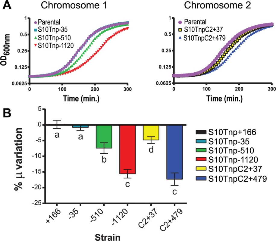 Growth rate diminishes in S10Tnp mutants in a distance-related manner.