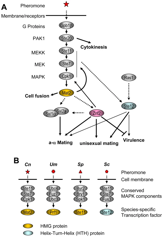 Mat2 and Znf2 operate cellular circuits orchestrating opposite- and same-sex mating in <i>C. neoformans</i>.