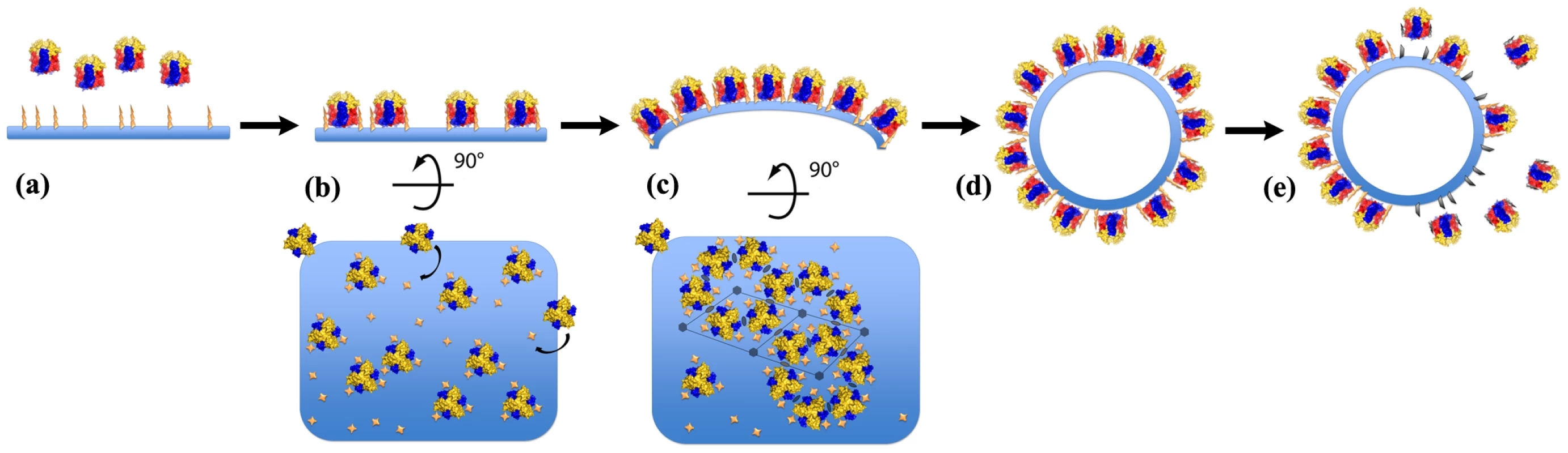 Model of the immature virion-like particle assembly.