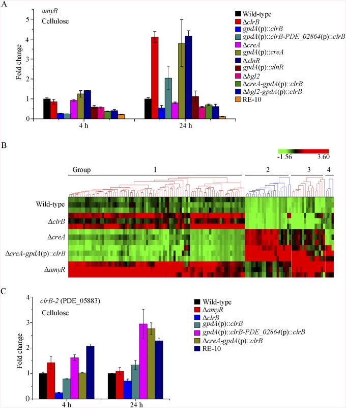 Expression of <i>amyR</i> was regulated by ClrB and CreA, and hierarchical clustering of RPKM for <i>amyR</i> regulon genes on cellulose.