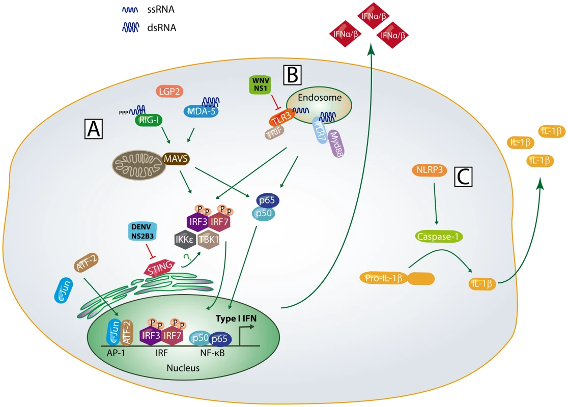 Innate immune sensing pathways.