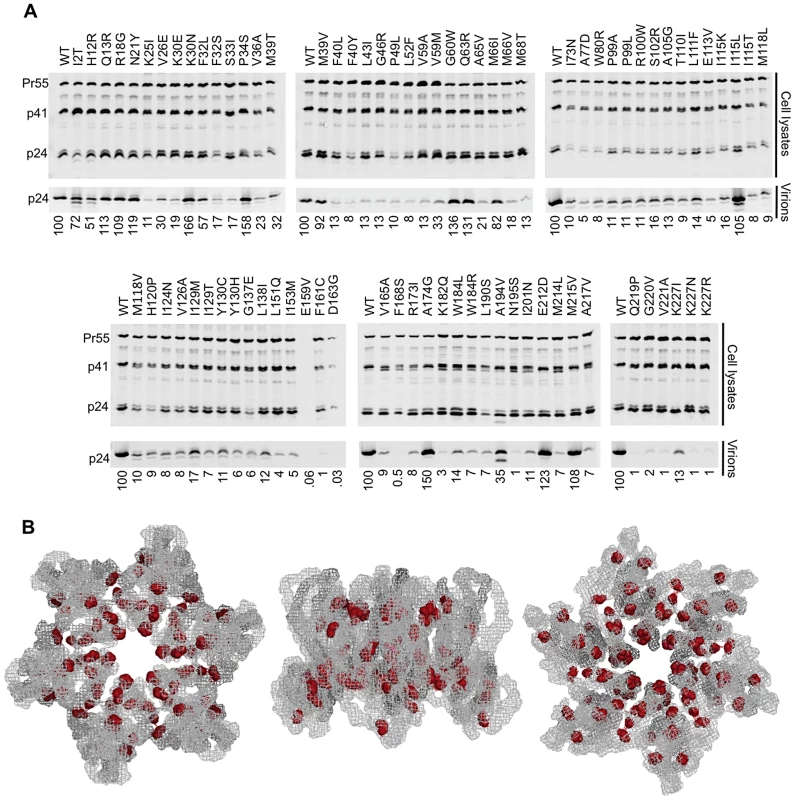 Most non-infectious constitutively non-viable CA mutants exhibit attenuated particle formation.