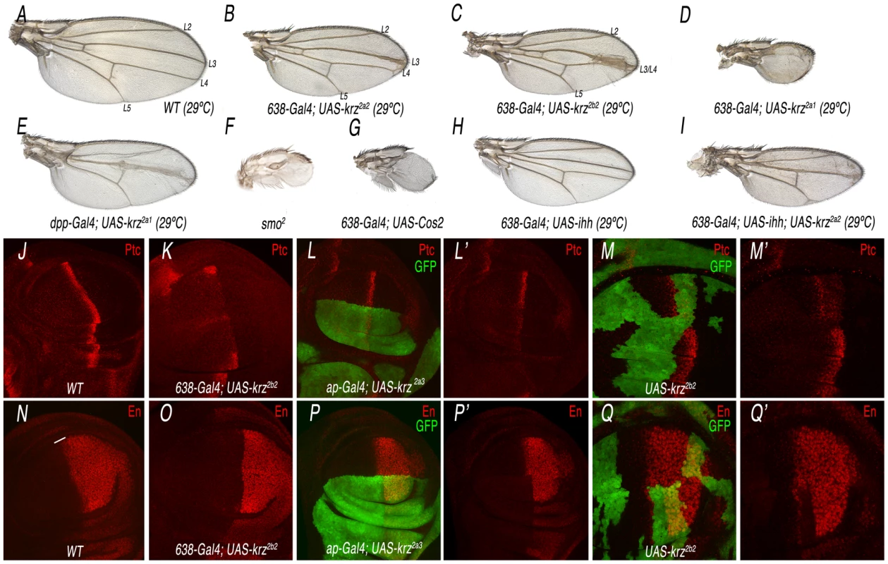 Analysis of the <i>krz</i> gain-of-expression phenotype and its relationship with Smo signalling.