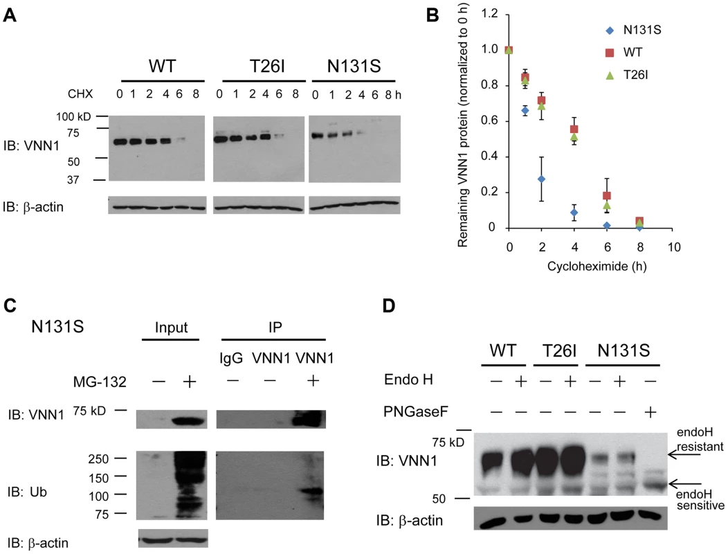N131S Vanin-1 is subjected to rapid ERAD.
