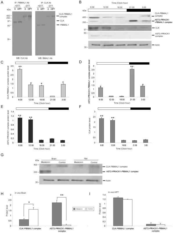 A 400-kDa CLK-<i>Pl</i>BMAL1 complex is present in the light in the crayfish brain.