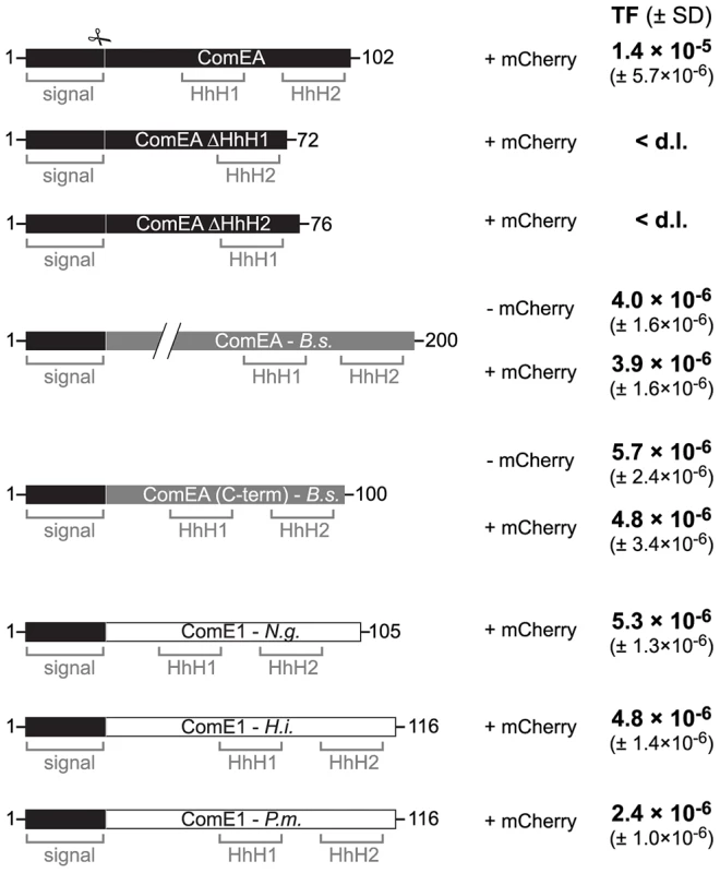 ComEA homologs from different naturally competent bacteria compensate for the absence of ComEA in <i>V. cholerae</i>.