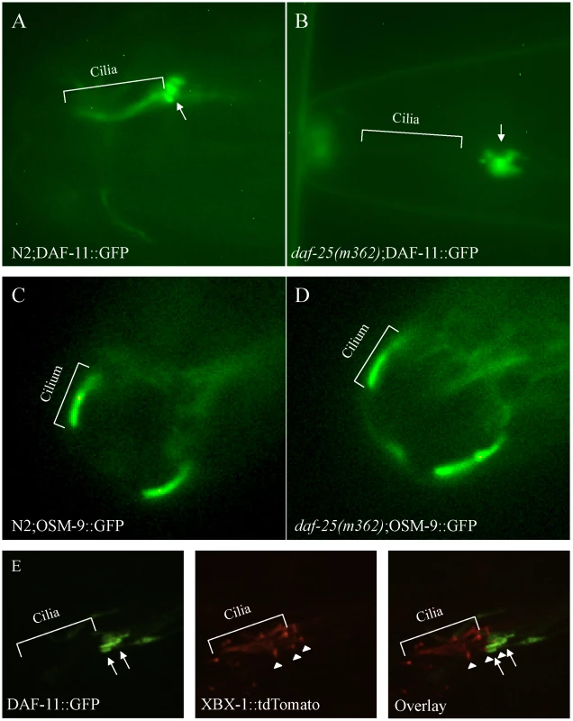 DAF-25 is required for the localization of a guanylyl cyclase (DAF-11) to cilia.