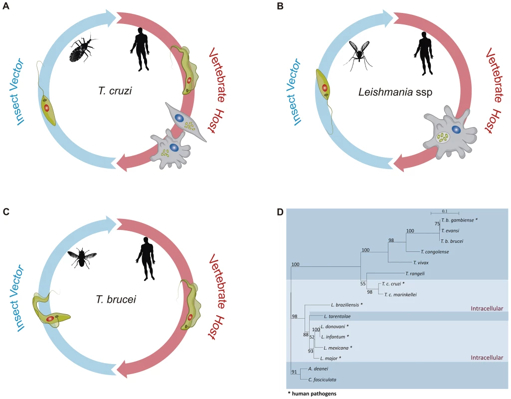 The distinct life cycles of tritryp parasites.