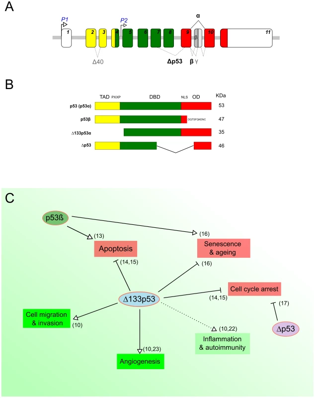 p53 protein isoforms and their biological functions.