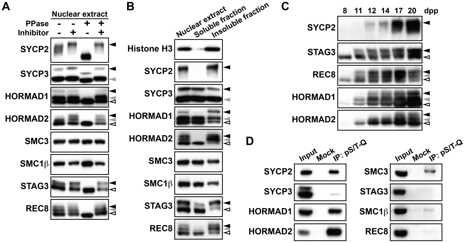 Chromosome axis proteins are phosphorylated during prophase I.