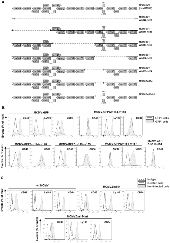 Deletion of <i>m154</i> results in decreased CD48 surface density on MCMV-infected macrophages.