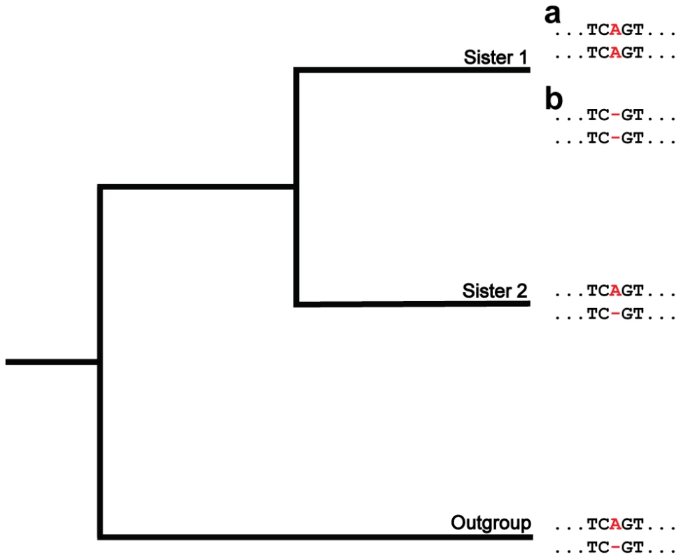 A phylogenetic approach for detecting insertions and deletions produced by nonallelic gene conversion.