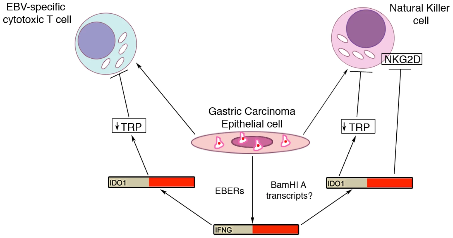 Model for EBV modulation of cytotoxic T-cell and natural killer cell function in tumor microenvironment.