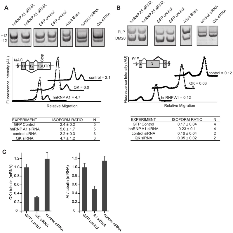 hnRNP A1 co-regulates <i>Mag</i> alternative splicing.