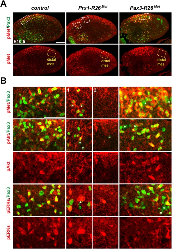 Immunohistochemical analysis showing that myoblasts possess a buffering competence to enhanced Met levels.