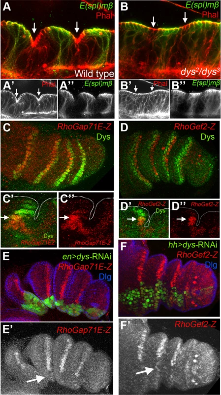 <i>dys</i> is required for fold formation and for the expression of <i>RhoGap71E</i> and <i>RhoGef2</i>.
